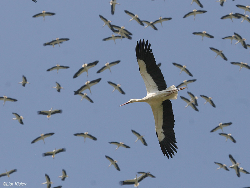חסידה לבנה   White Stork  Ciconia ciconia                           הר סוסיתא,מרץ 2008.צלם:ליאור כסלו.